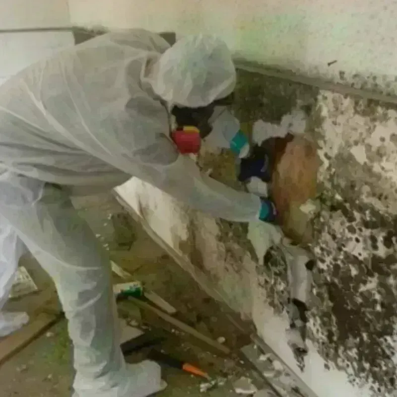 Mold Remediation and Removal in Springtown, TX